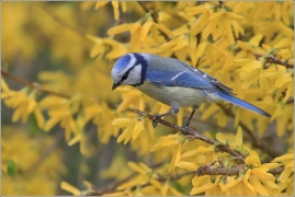 <p>SÝKORA MODŘINKA (Cyanistes caeruleus) /Eurasian blue tit - Blaumeise/</p>
